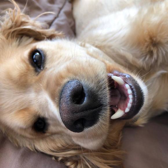 Meet your Posher, Angelica - Picture 1 of 1